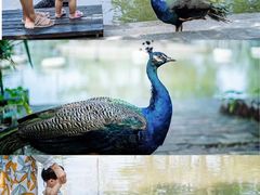 -大湾区中央湿地公园