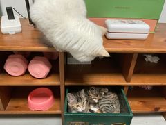 -半岛宠物医院24小时(科华中路店)