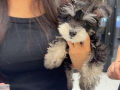 -瑞派康怡24h宠物医院·犬猫医疗中心·微创绝育(瑞景分院)