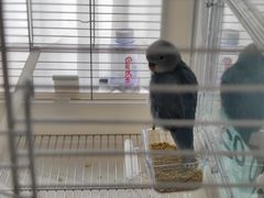 -青石桥花鸟鱼虫市场(叠翠城店)