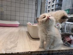 -宠伴小精灵宠物店(鼓楼店)
