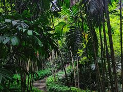 -深圳仙湖植物园