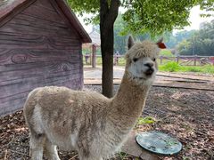 -昆山城市生态森林公园