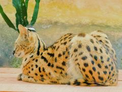 -清迈夜间动物园