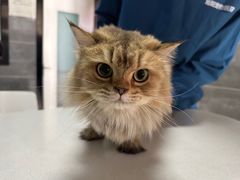 -美联众合宠物医院·爱萌分院·内外科·猫科中心