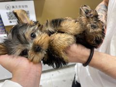 -FAELING PETS美天灵宠物(合生汇店)