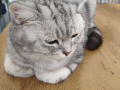 -平行世界·猫咖(首经贸店)