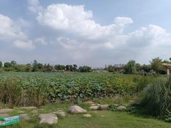 -澹台湖公园