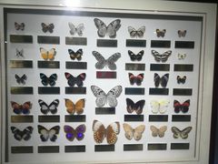 -上海昆虫博物馆