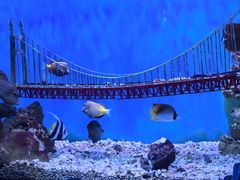 -太平洋海底世界