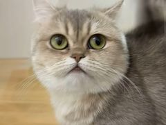 -青奢宠物·青奢猫舍