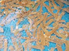 -荣祥海鲜·烟台菜(胜利路二部)