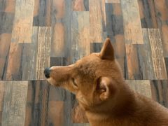 -柴源莊·柴小宠柴犬咖啡