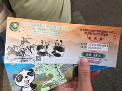 -都江堰中华大熊猫苑