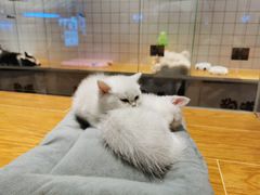 -鱼颜诱纸纸上烤鱼·蛙(龙湖天街店)
