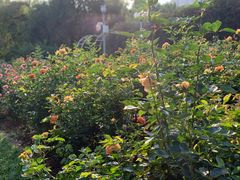 -人民公园(罗湖区)