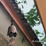 梅雨季节小巷深处，我喝到了蓝天白云🌤️
