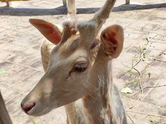 -北京鹿世界主题园