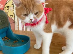 -Let's go狗咖·猫咖·奶狗·桌游(春熙路IFS店)