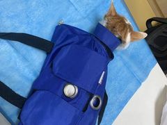 -芭比堂动物医院·犬猫全科·异宠专科(雁塔分院)