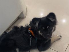 -艾贝尔宠物医院 ·中兽医·宠保定点(北门桥店)