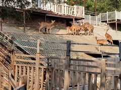 -北京鹿世界主题园