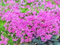 -洋湖国家湿地公园