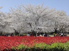 -苏州上方山国家森林公园