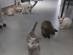 -琪喵猫屋·撸猫猫咖·猫舍