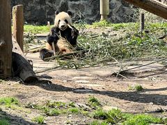 -都江堰中华大熊猫苑