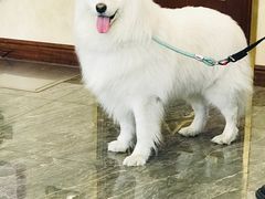 -宠爱国际动物医院· 猫科· 外科·中兽医(长白店)
