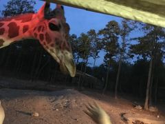 -清迈夜间动物园