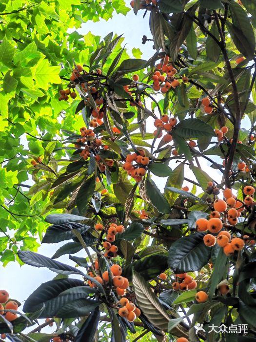 南京中国近代史遗址博物馆(南京总统府)图片