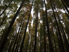 -山王坪喀斯特国家生态公园