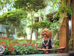 -超宠爱宠物摄影-Super pet