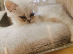 -飞行喵MR PILOT|猫舍·猫咖(静安大融城店)