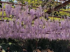 -嘉定紫藤园