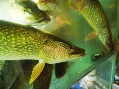 -煲来饱去冷水鱼