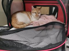 -伟伟宠物医院·CT影像中心·瑞派犬猫综合性门诊(汉口总院)