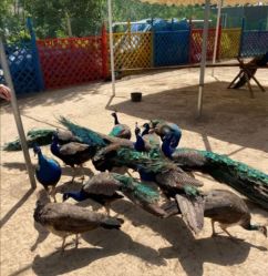 -萌宠亲子动物乐园(槐房万达店)