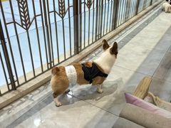 -柴犬小屋·柴餐厅·狗咖食堂(金鼎广场店)