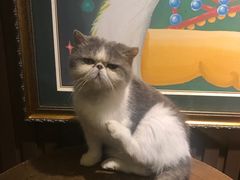 -more than meow吴止猫主题餐厅(承德 中船汇店)