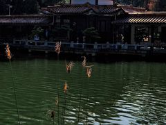 -深圳仙湖植物园