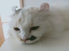 -MOYOYO猫咪咖啡店