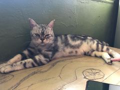 -猫猫幼稚园·撸猫·桌游·电玩