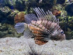 -大连老虎滩海洋公园