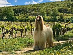 -PETKIT小佩宠物·低压洗护(国顺东路店)