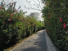-华侨城湿地公园