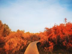-金塔沙漠胡杨林景区