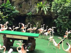 -新加坡飞禽公园